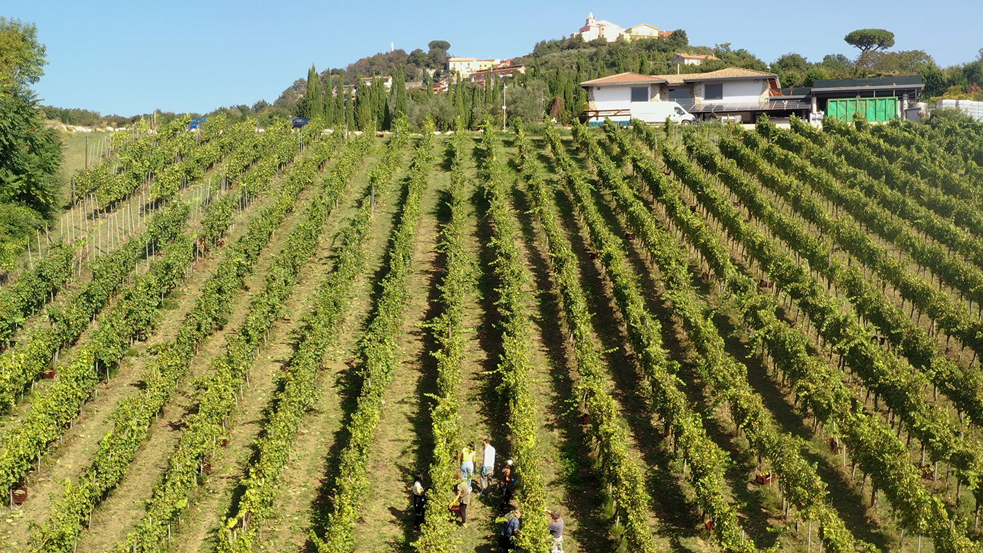 Vigneti Donnachiara colline Irpinia Avellino